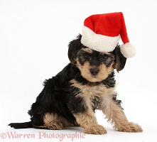 Yorkipoo puppy wearing a Santa hat