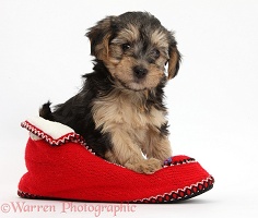 Yorkipoo puppy in a Christmas slipper