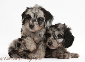 Two cute black-and-grey merle Daxiedoodle pups