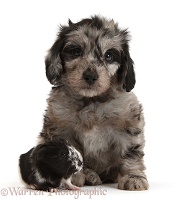 Cute black-and-grey Daxiedoodle puppy and Guinea pig