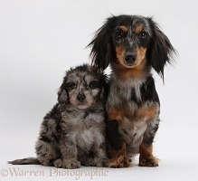 Dachshund and Daxiedoodle puppy