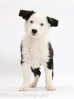 Black-and-white Border Collie puppy standing