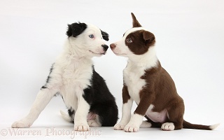 Chocolate and black-and-white Border Collie puppies