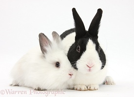Black Dutch rabbit and white baby bunny