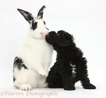 Toy Labradoodle puppy with rabbit