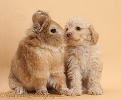 Toy Labradoodle puppy and rabbit