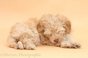 Sleepy Toy Labradoodle puppy on beige background