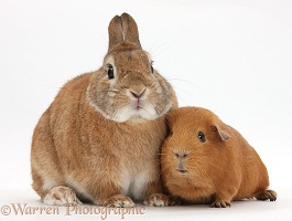 Netherland Dwarf-cross rabbit and red Guinea pig