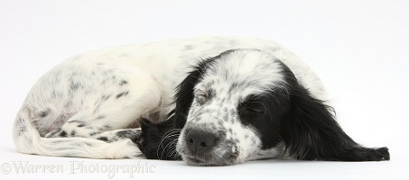Sleepy black-and-white puppy