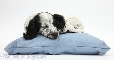 Black-and-white puppy sleeping on a cushion