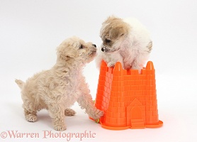 Cute Bichon x Yorkie pups playing with a bucket