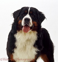 Bernese Mountain Dog bitch, 10 months old