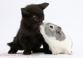 Black kitten and silver-and-white Guinea pig kissing
