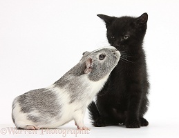 Black kitten and silver-and-white Guinea pig