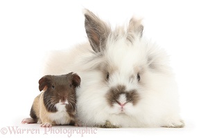 Baby Guinea pig and fluffy rabbit