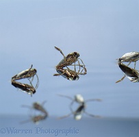 Water Boatmen at the water surface