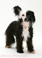 Black-and-white Chinese Crested dog