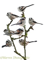 Long-tailed tit montage