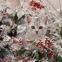 Silver tabby kitten with frosty holly and ivy