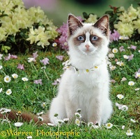 Ragdoll cat wearing a daisy chain
