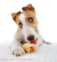 Lurcher puppy, chewing