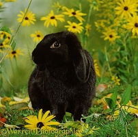 Black rabbit and flowers