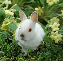 Baby white Himalayan Dwarf bunny