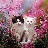 White and black-and-white kittens among pink flowers