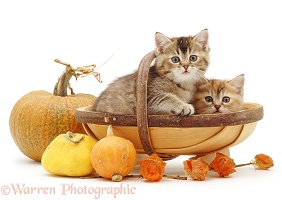 Tabby kittens in a trug with pumpkins