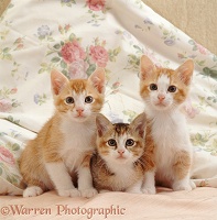 Three kittens on a bed