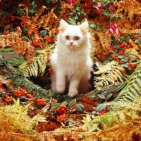 Kitten among autumn bracken and berries