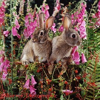 European wild rabbits among Foxgloves