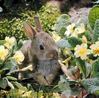 Baby bunny among Primroses