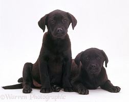 Two black Labrador Retriever puppies