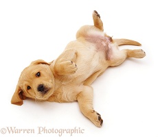 Yellow Labrador Retriever puppy, rolling over in submission