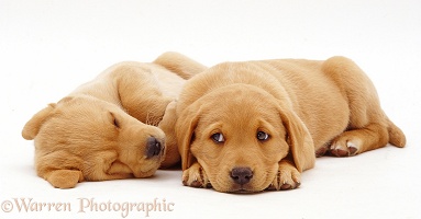 Sleepy Labrador puppies
