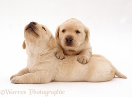 Two Yellow Labrador Retriever pups, 3 weeks old