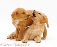 Two Yellow Labrador Retriever pups, 6 weeks old