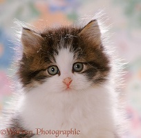 Fluffy Tabby-and-white kitten