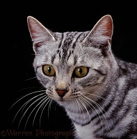 Silver tabby female cat on black background