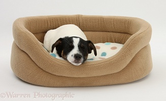 Jack Russell Terrier pup sleeping in a basket