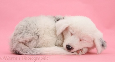 Sleepy Border Collie pup on pink background