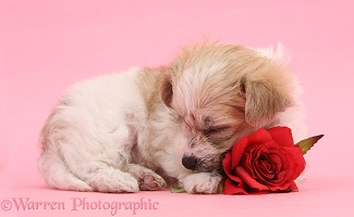 Cute Bichon x Yorkie pup with sleeping with rose