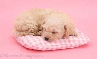 Cute sleeping Bichon x Yorkie pup on pink background