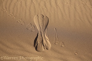 Gerbil tracks in sand (1)