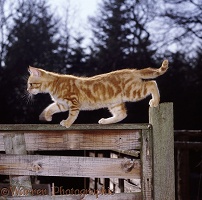 Ginger kitten walking on a garden fence