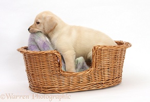 Yellow Labrador puppy chewing his blanket