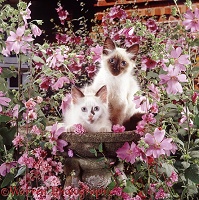 Kittens among Mallow flowers