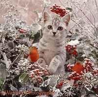 Silver tabby kitten with frosty holly and ivy
