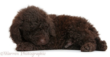 Cute sleeping chocolate Toy Goldendoodle puppy